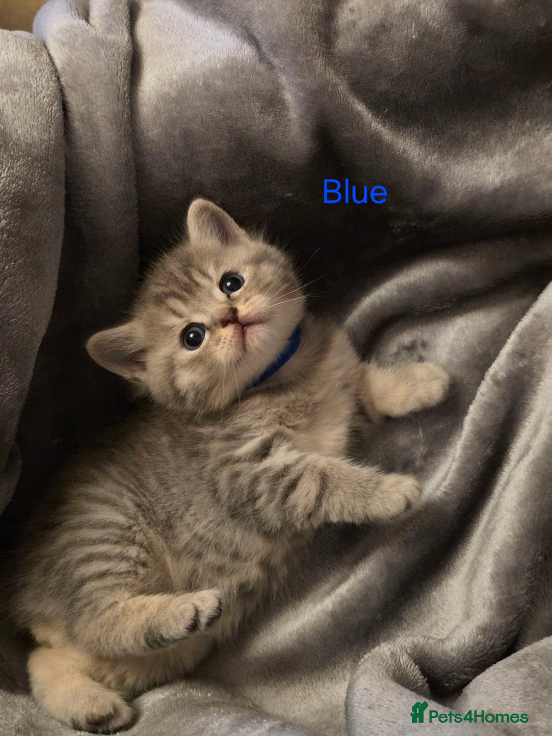 British Shorthair cats for sale: 🐾 4 Adorable British Shorthair Kittens Available! - Image 7