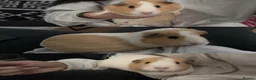 Guinea Pig rodents for sale: Two guinea pigs finding a new home - Advert 6