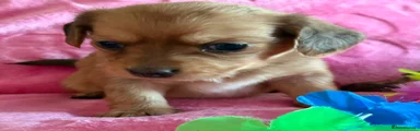 Chiweenie 2