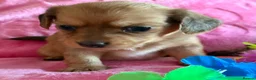 Chiweenie dogs for sale: Chiweenies Puppys - Advert 5
