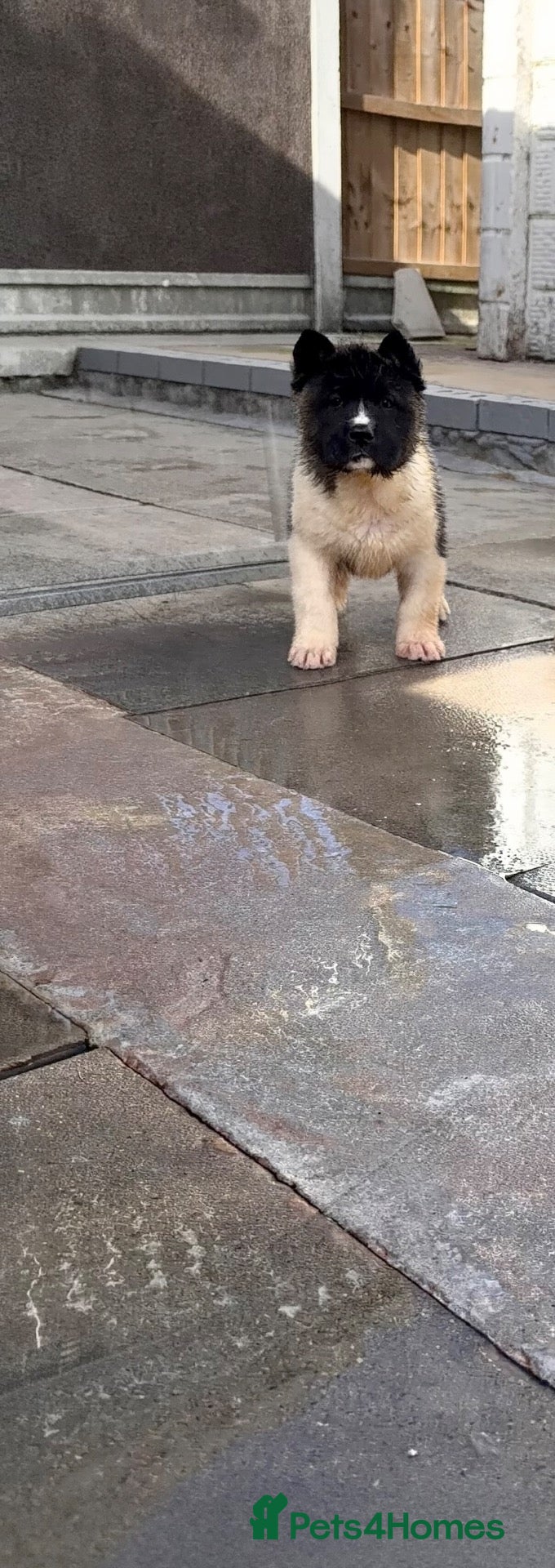Akita dogs AKITA PUPS! PARENTS KC REGISTERED  - Advert 1