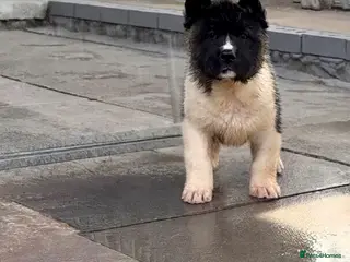 Akita dogs AKITA PUPS! PARENTS KC REGISTERED - Advert 1