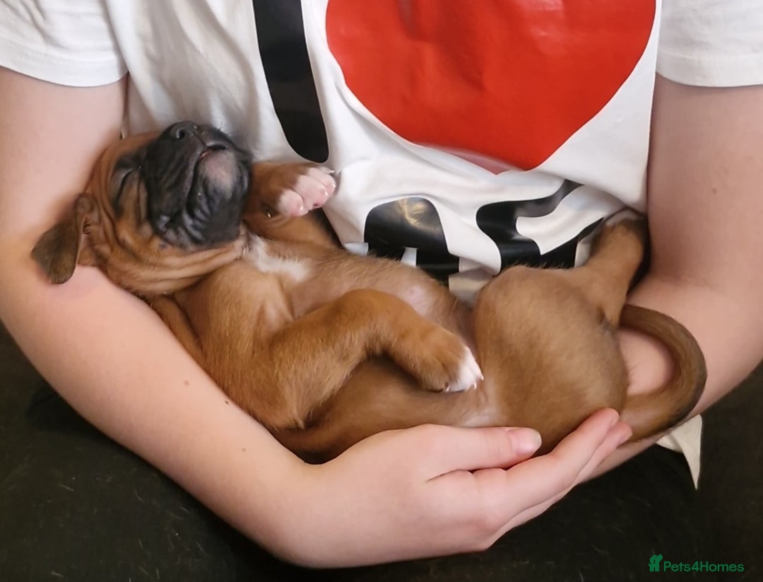 Boxer dogs for sale: Gorgeous Litter of 9 KC Registered Boxer Puppies - Image 4