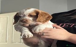 Cocker Spaniel dogs for sale: Beautiful kc registered cocker spaniel puppies - Image 6