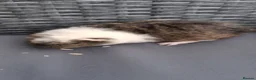 Guinea Pig rodents for sale: Baby boy guinea pigs - Advert 9