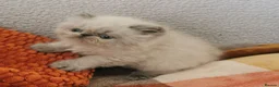 Exotic cats for sale: Pedigree exotic kittens - Advert 7