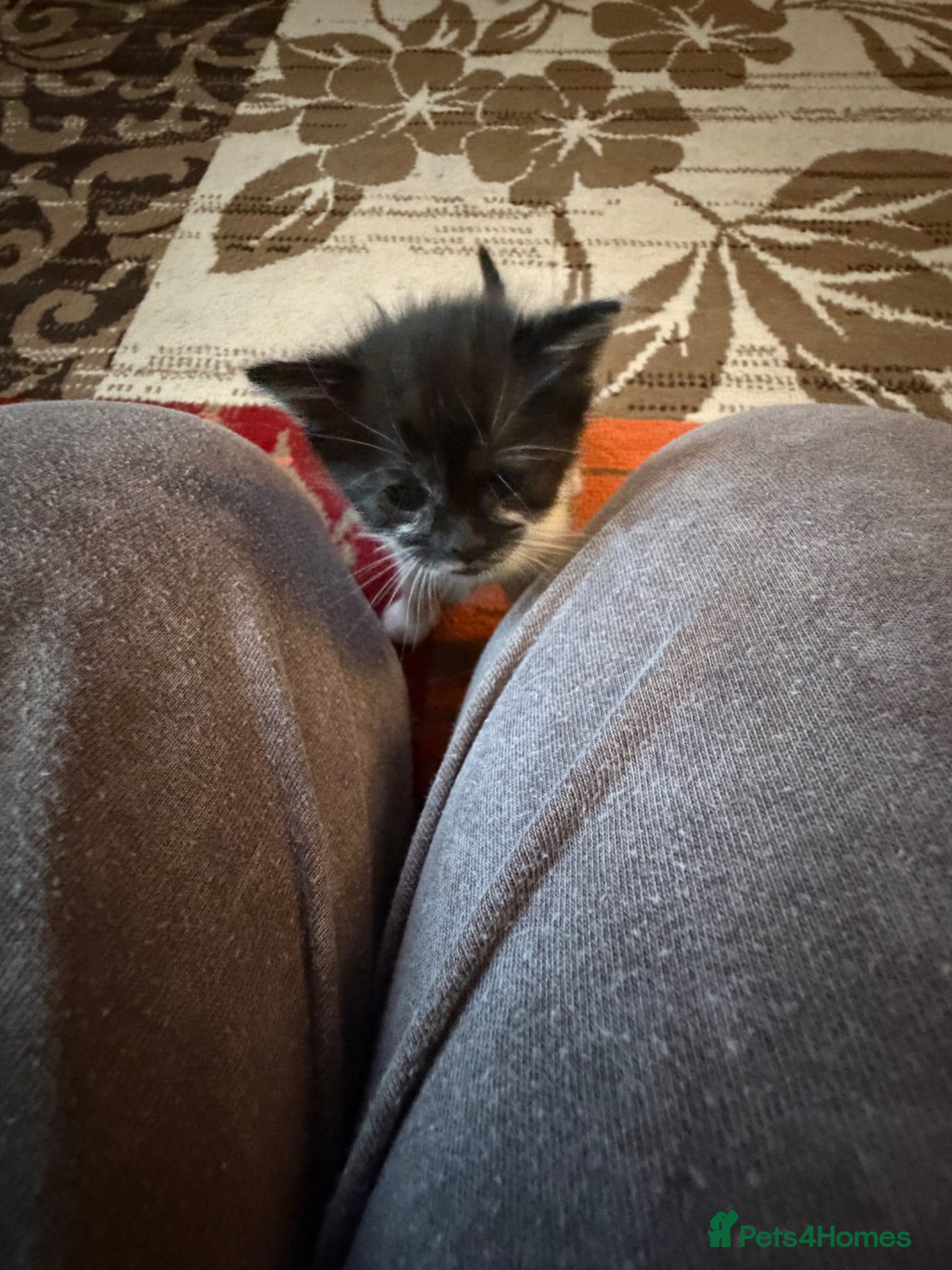 Mixed Breed cats for sale: Kittens for sale  - Advert 15
