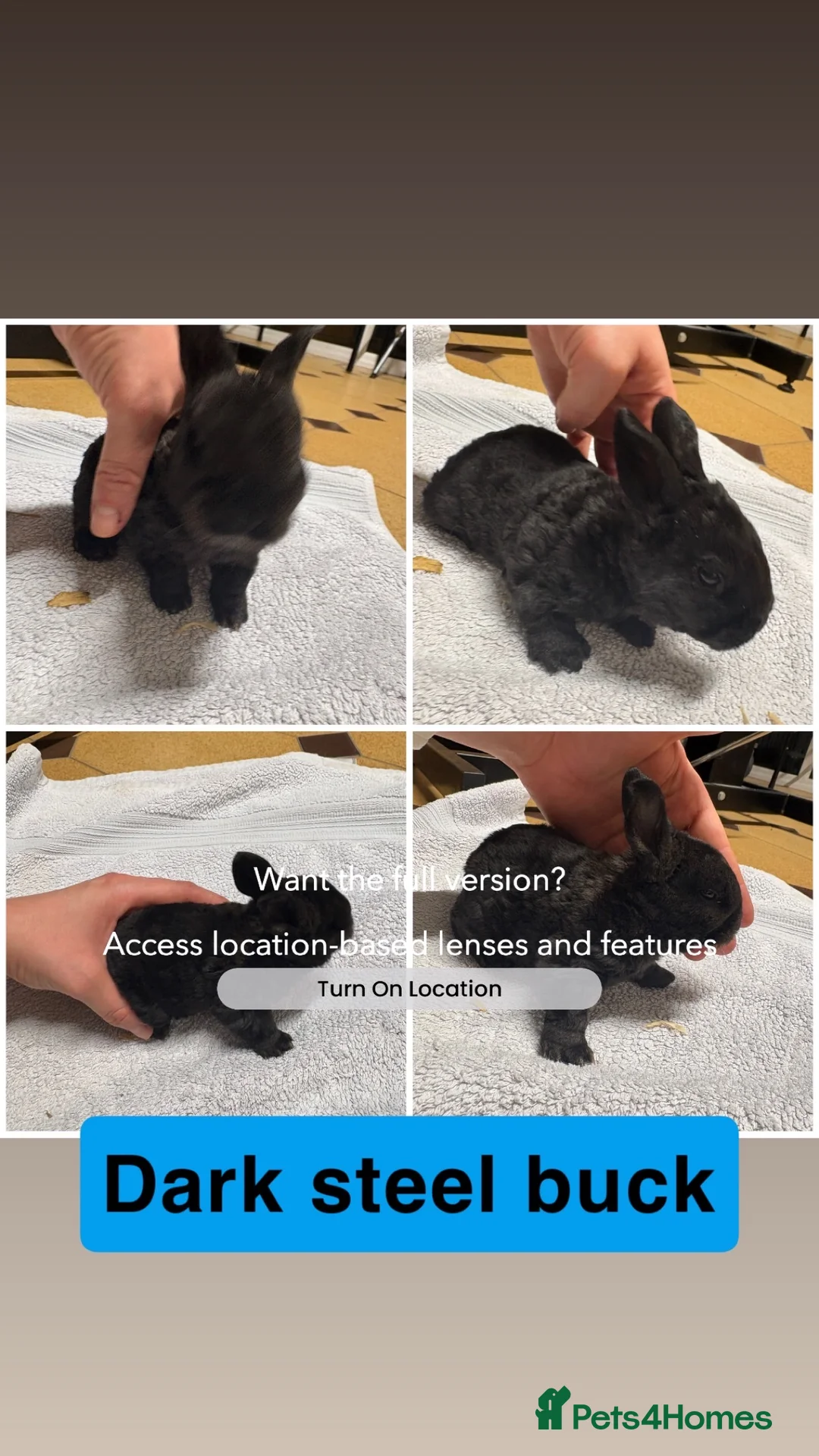 New Zealand rabbits for sale: New Zealand rabbits(ready 2nd April) - Advert 5