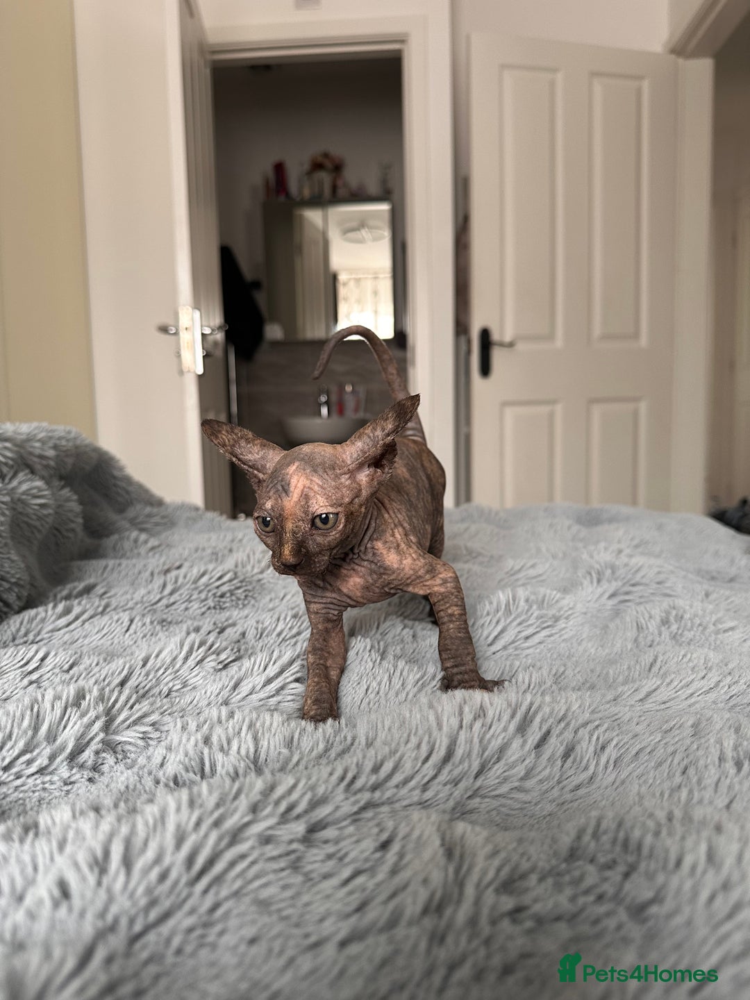 Sphynx cats for sale: Four 😍 SPHYNX kittens  - Image 9