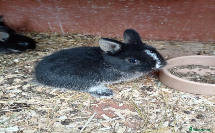Netherland Dwarf rabbits - Advert 16