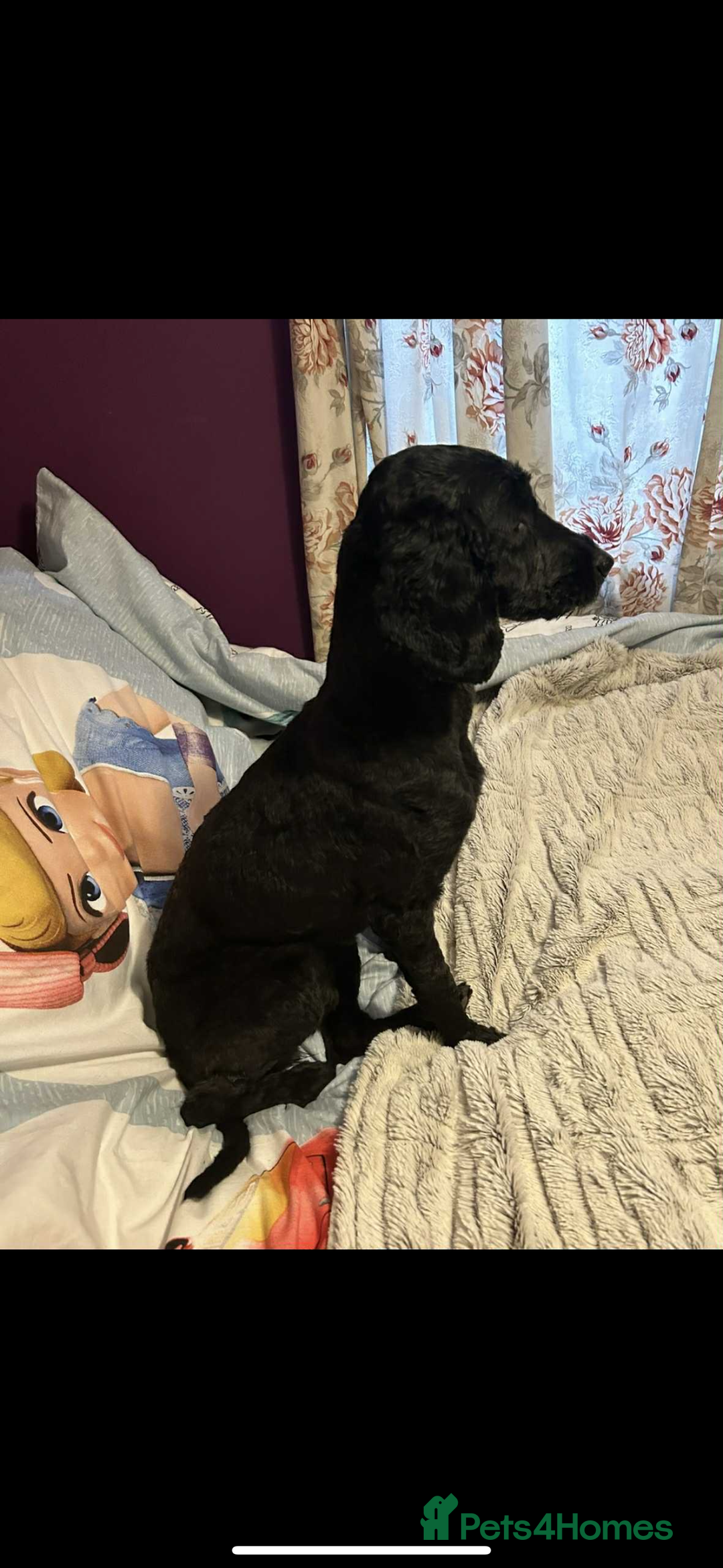 Mixed Breed dogs for sale: Cockapoo x springer spaniel - Image 5