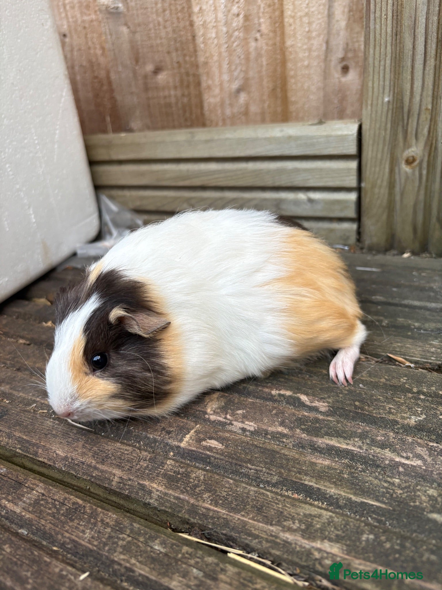 Guinea Pig rodents 4 female guinea pigs ready now  - Advert 1