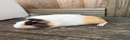 Guinea Pig rodents for sale: 5 female guinea pigs ready now  - Advert 1