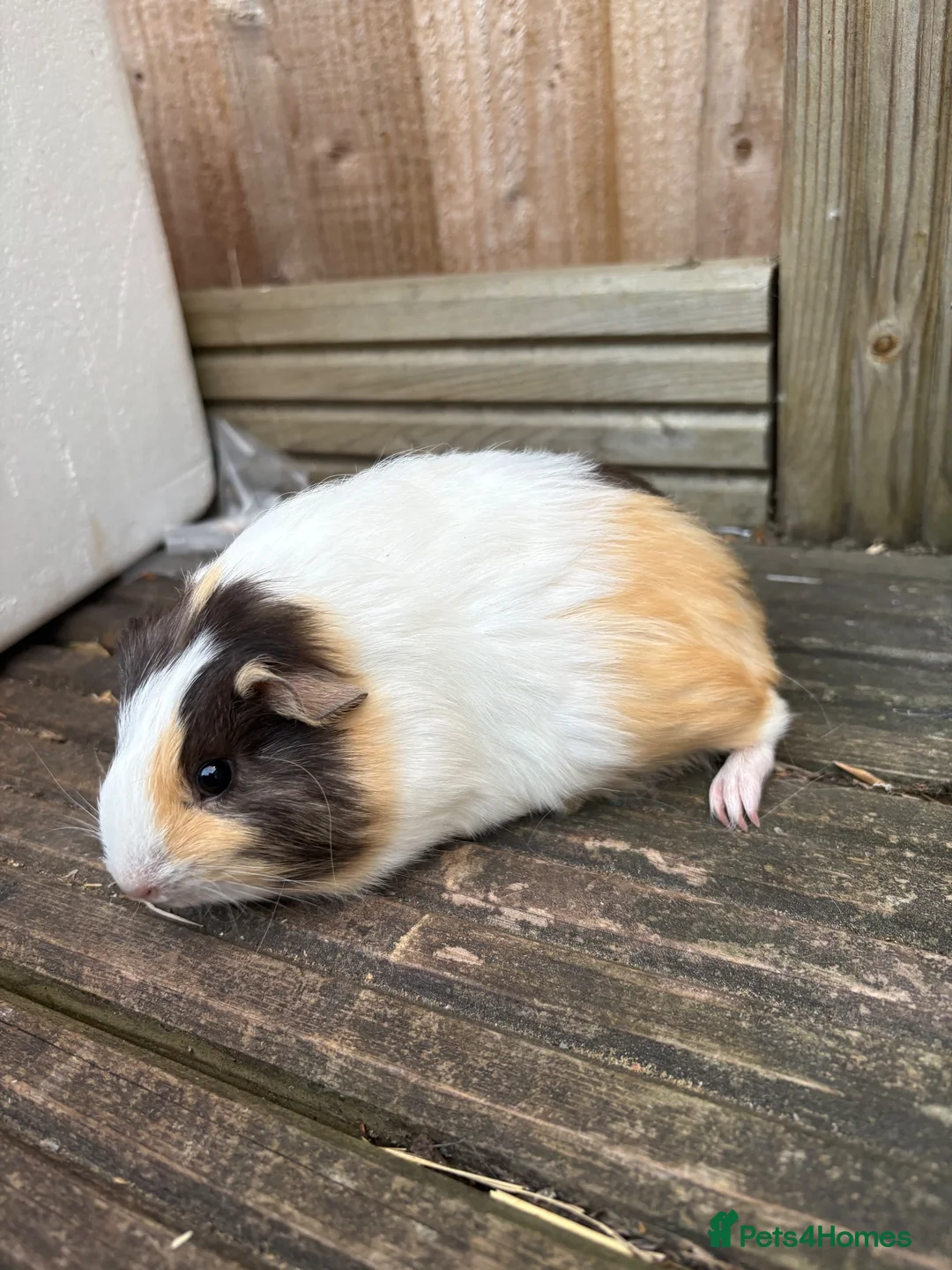 Guinea Pig rodents for sale: 5 female guinea pigs ready now  - Advert 1