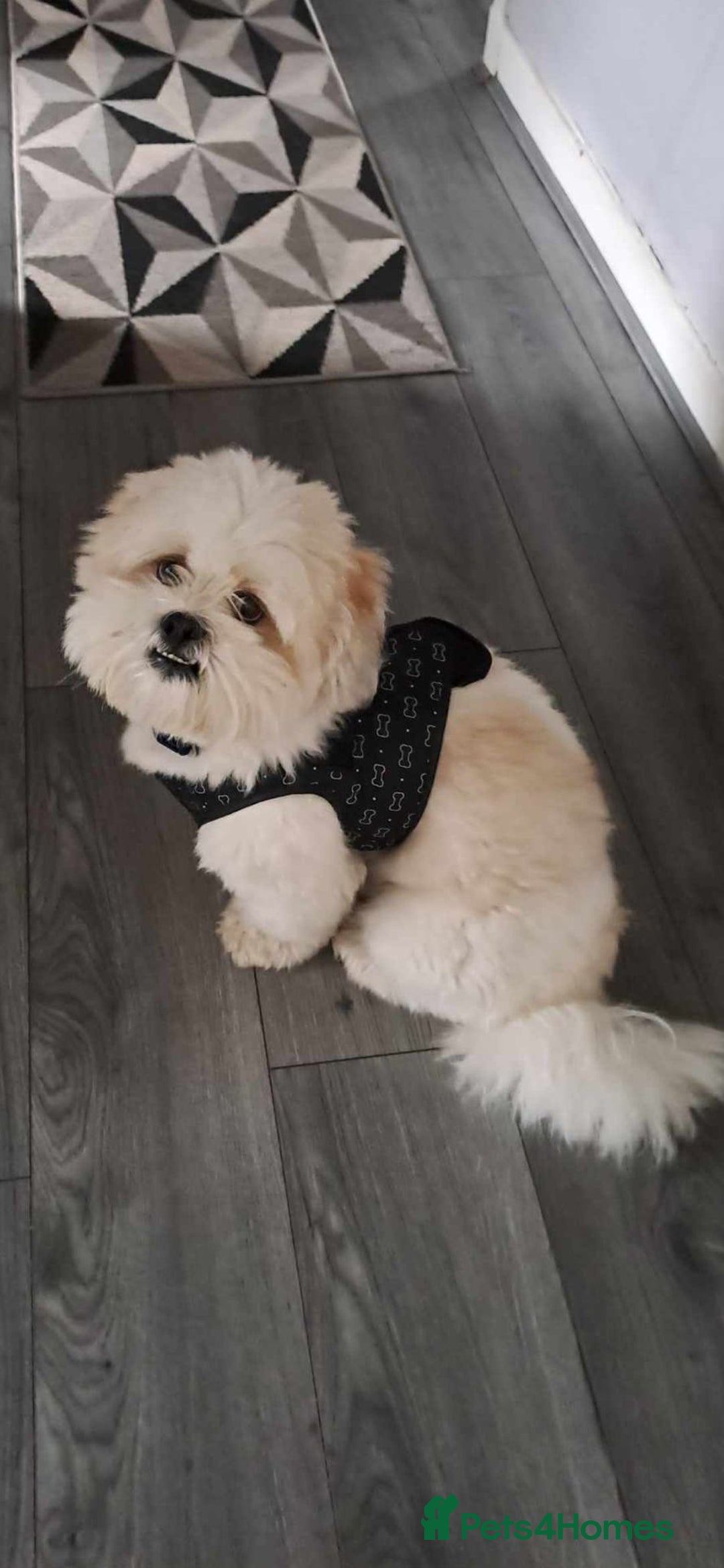 Lhasa Apso dogs for stud: Lhasa Apso Stud  - Advert 2