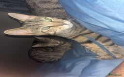 Mixed Breed cats for sale: FREE TO GOOD HOME Simbah and nalah  - Image 2