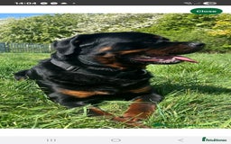 Rottweiler dogs for sale: KC & Fully Health Tested Rottweiler Puppies - Image 20