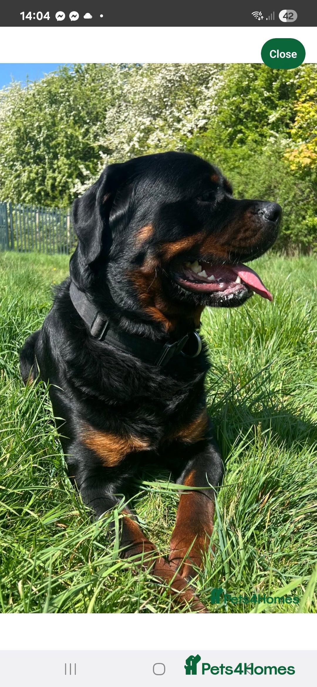 Rottweiler dogs for sale: KC & Fully Health Tested Rottweiler Puppies - Image 20