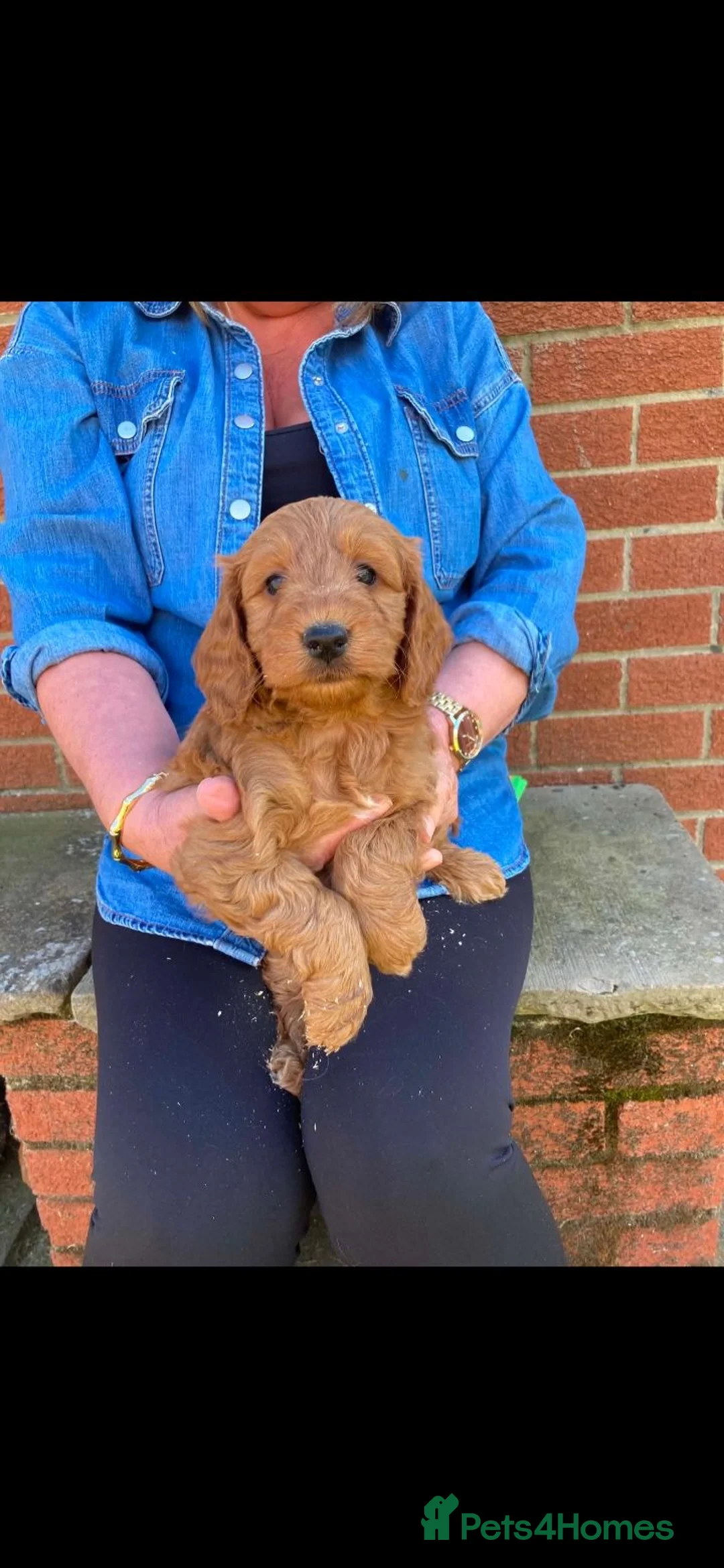 Cockapoo dogs for sale: Cockapoo puppies - Advert 1