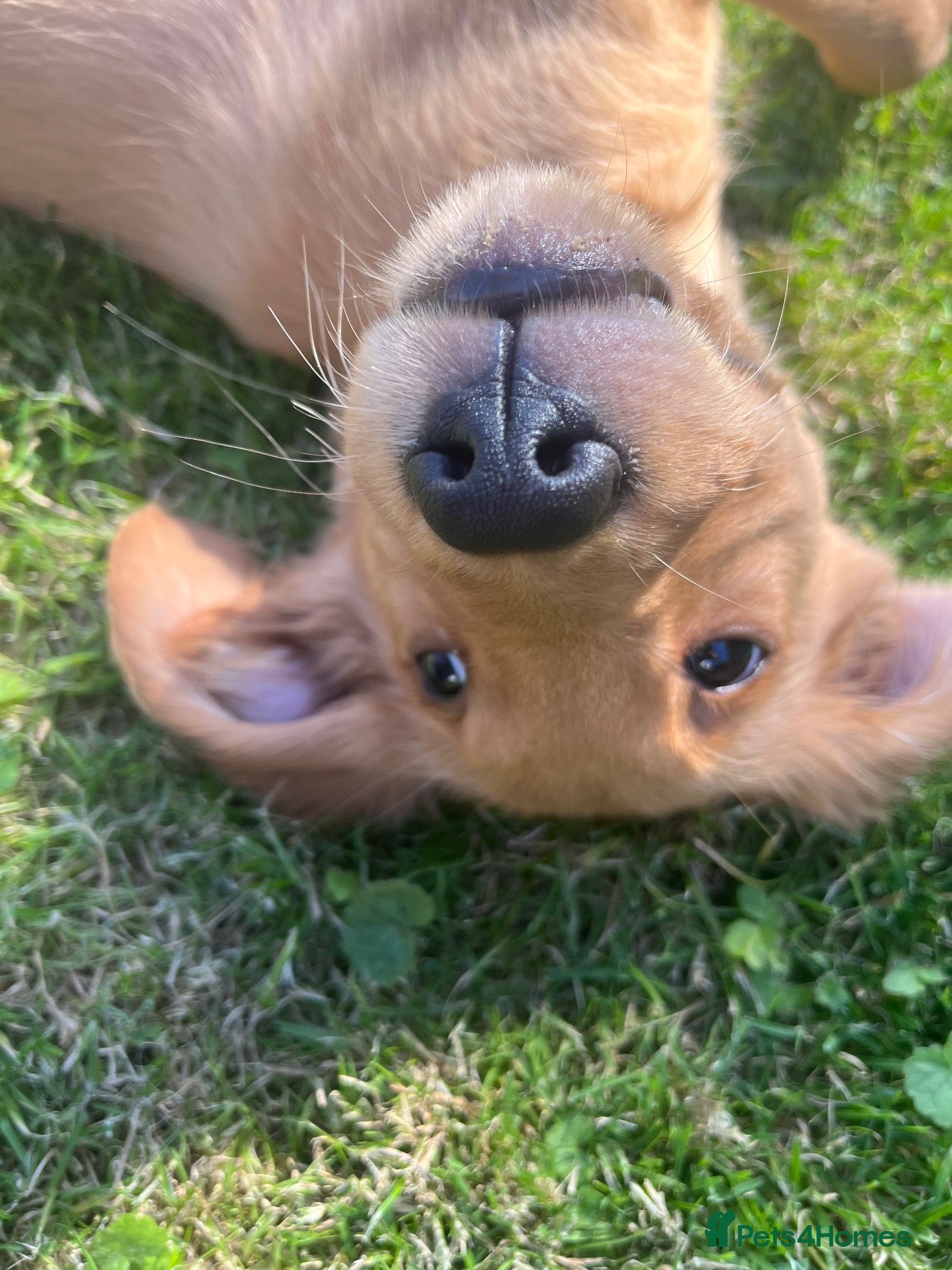 Golden Retriever dogs Last Boy Available KC Fox Red Golden Retriever  - Advert 2