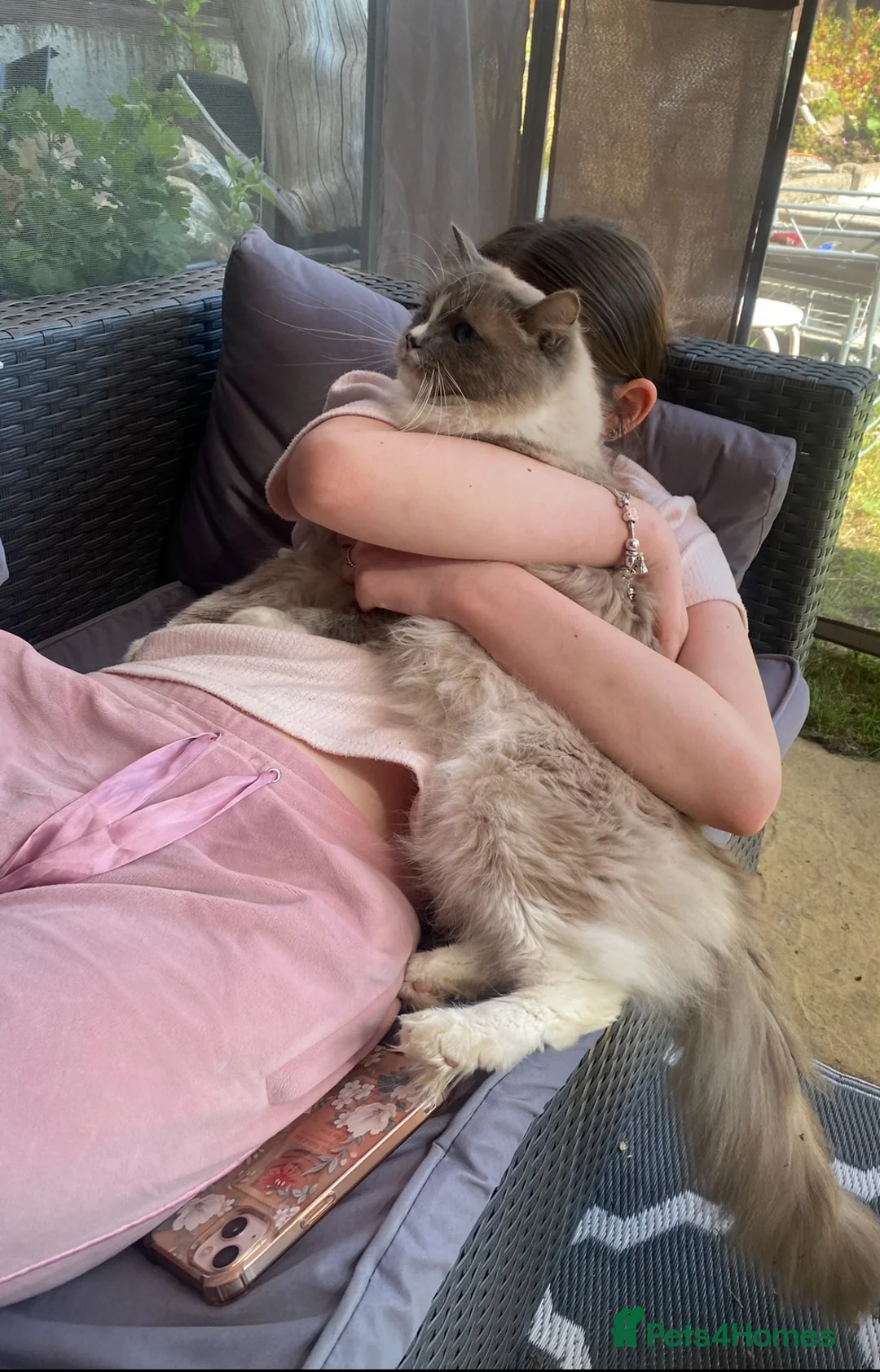 Ragdoll cats for stud: GCCF ACTIVE BLUE MITTED FOR STUD ONLY - Advert 3