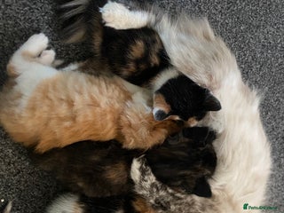 Ragdoll cats - Advert 15