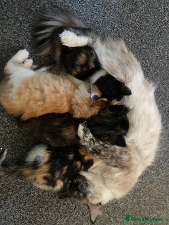 Ragdoll cats - Advert 11