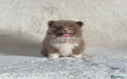Pomsky dogs for sale: Genuine Rare lilac/tan toysize male Pomsky puppies - Image 9