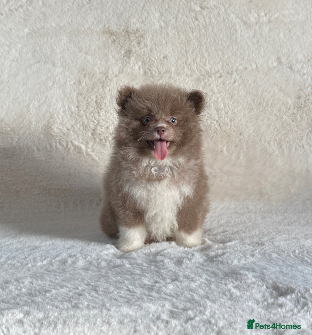 Pomsky dogs for sale: Genuine Rare lilac/tan toysize male Pomsky puppies - Image 9