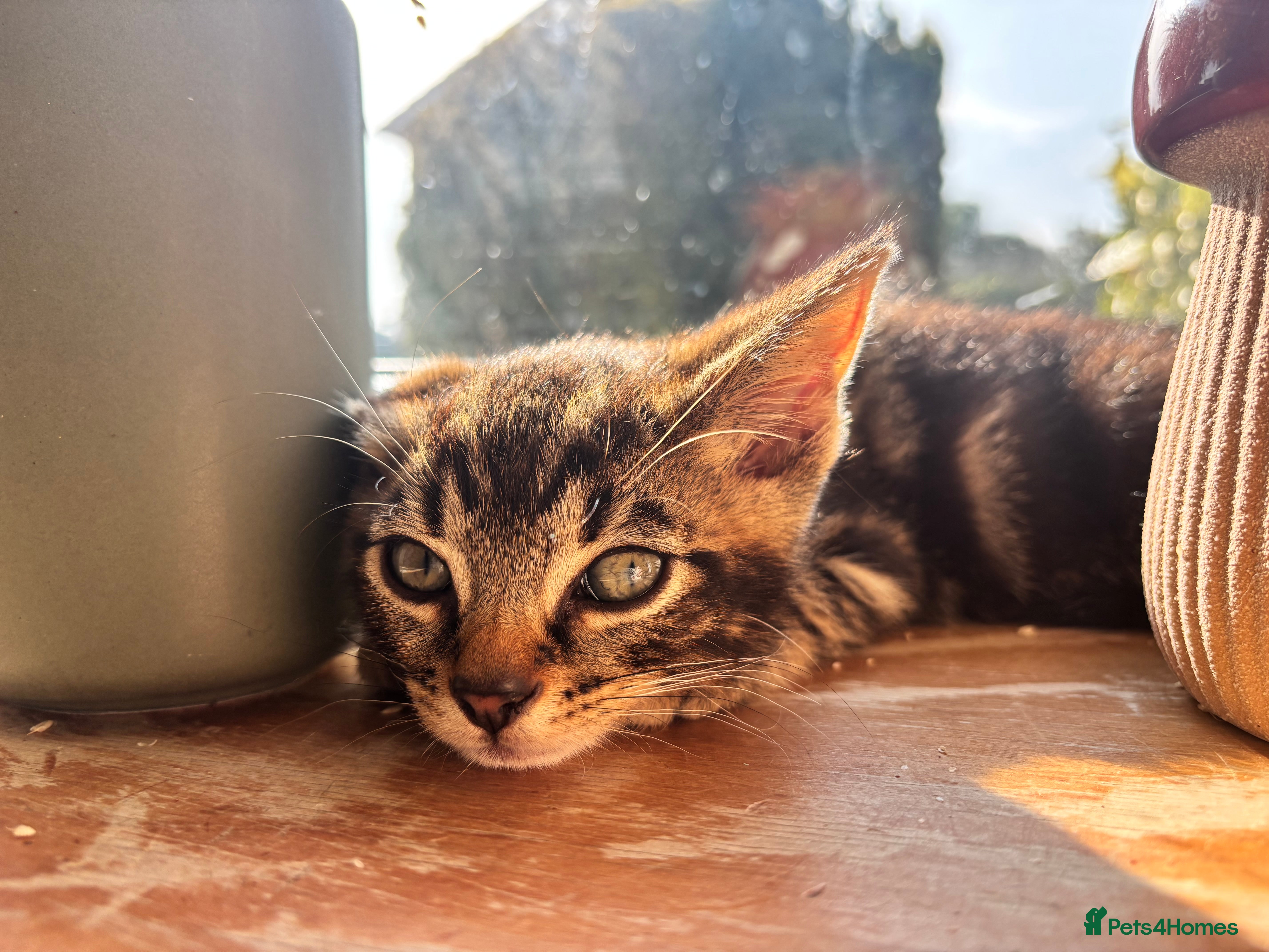 Mixed Breed cats Adorable kittens for sale  - Advert 13