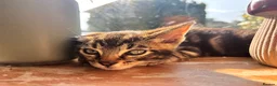 Mixed Breed cats for sale: Adorable kittens for sale  - Advert 1
