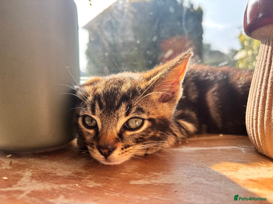 Mixed Breed cats for sale: Adorable kittens for sale  - Advert 1