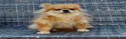 Pomeranian dogs for adoption: DARCY – Miniature Pomeranian - Advert 7