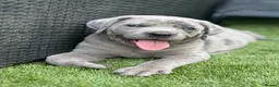 Bandog dogs for sale: Cane Corso Merle Puppies – Loving Gentle Giants - Advert 15