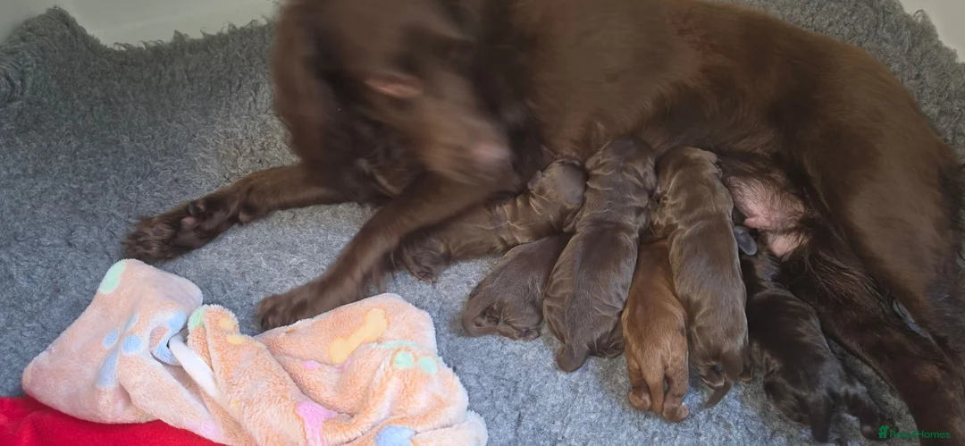 Cocker Spaniel dogs for sale:  Working Chocolate spaniels babies - Advert 2