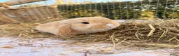Mini Lop rabbits for sale: Gorgeous mini Lop babies  - Advert 27