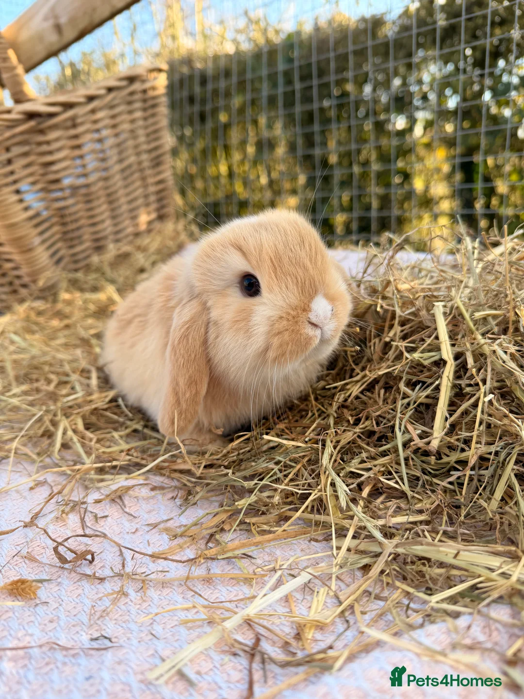 Mini Lop rabbits for sale: Gorgeous mini Lop babies  - Advert 27