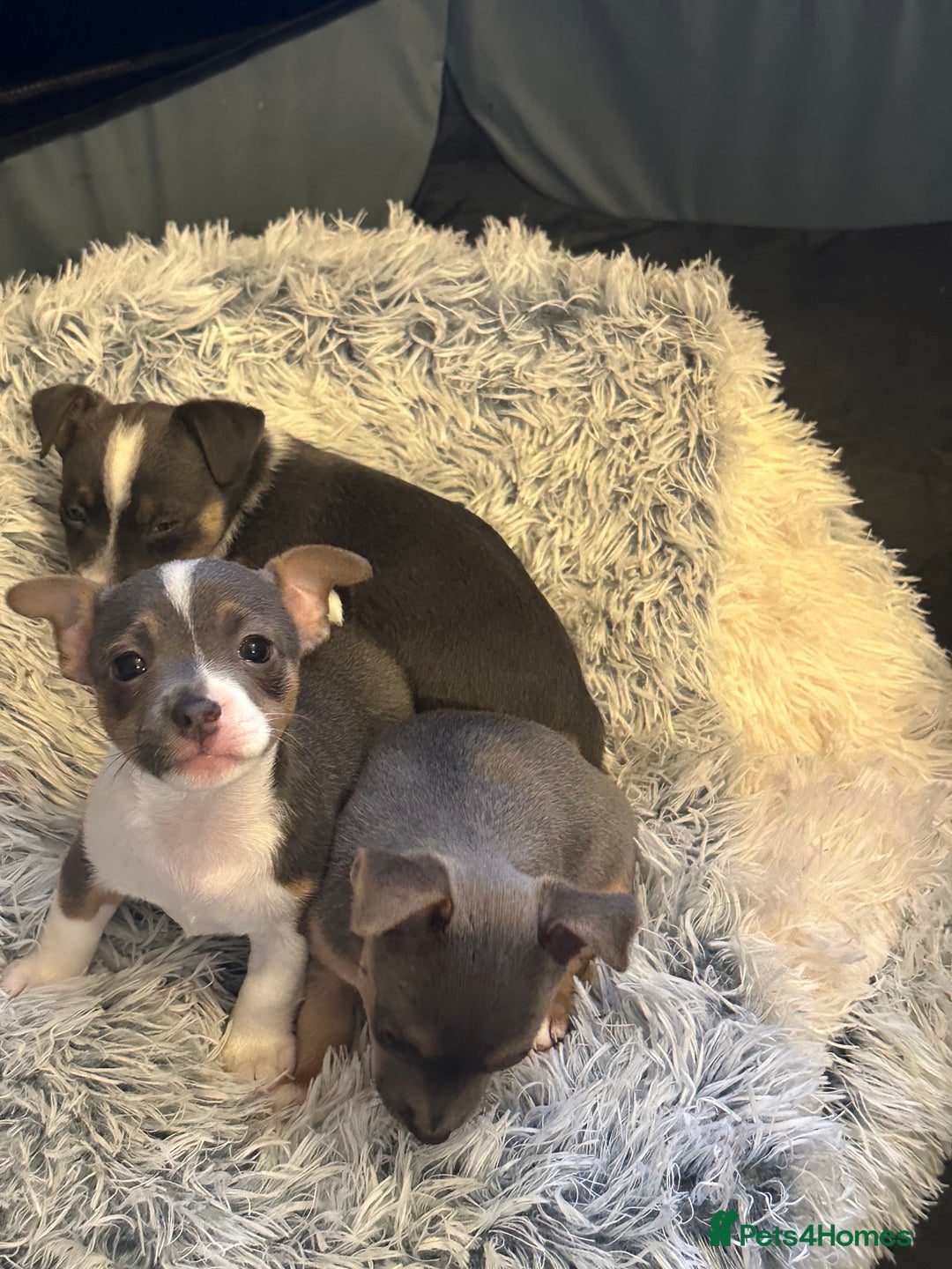 Jack Russell dogs for sale: Miniature miniature Jack Russel Puppies - Advert 9