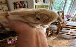 Mini Lion Lop rabbits for sale: Pure bred mini lop bunnies in Uckfield - Image 1