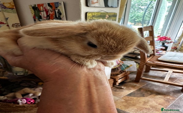 Mini Lion Lop rabbits in Uckfield - Advert 13