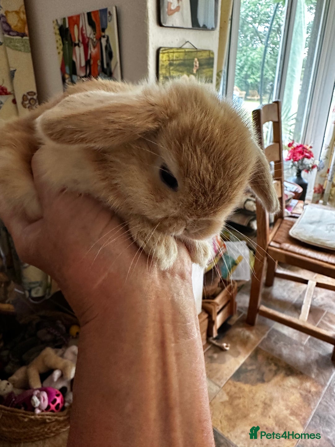 Mini Lion Lop rabbits for sale: Pure bred mini lop bunnies in Uckfield - Image 1