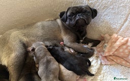 Pug dogs for sale: £500 pug puppies - Image 14