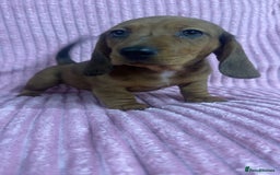 Dachshund dogs for sale: 9 beautiful dachshunds ready too leave in 2 weeks  - Image 4