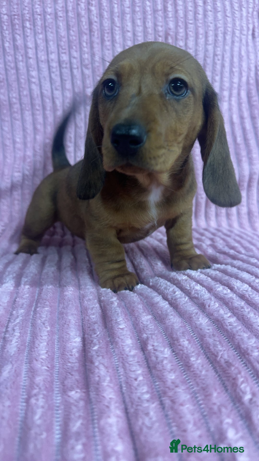 Dachshund dogs for sale: 9 beautiful dachshunds ready too leave in 2 weeks  - Image 4