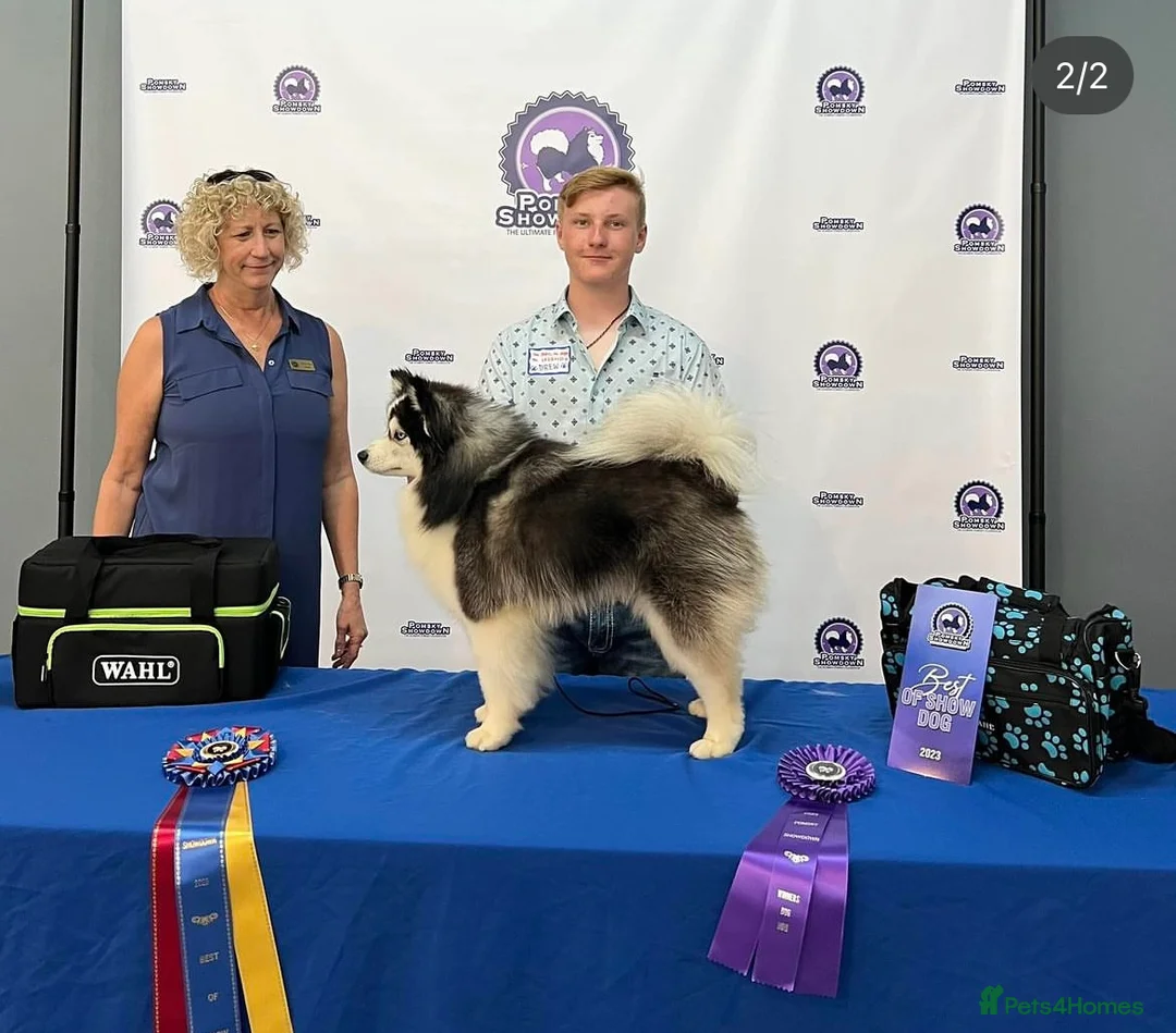 Pomsky dogs for stud: American Import blue eyed F3 Pomsky Bb/Dd in Ammanford - Advert 7