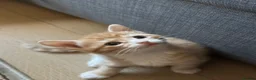Mixed Breed cats for sale: Adorable, Loving Kittens Looking for Forever Homes - Advert 3