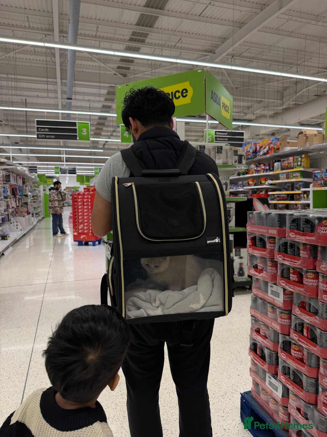 British Shorthair cats for sale: Lilac British Shorthair  - Advert 10