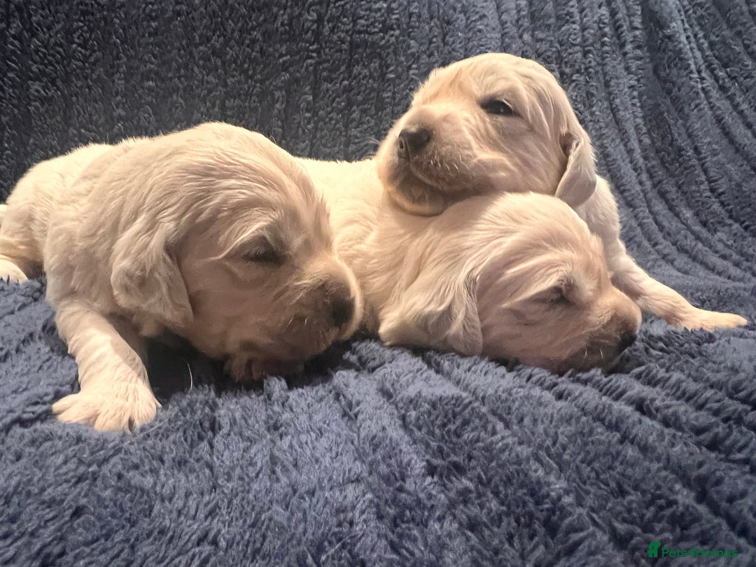 Golden Retriever dogs for sale: Health tested golden retrievers 🐶 - Image 5