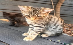 Savannah cats for sale: African bloodline, savanna kittens - Image 10