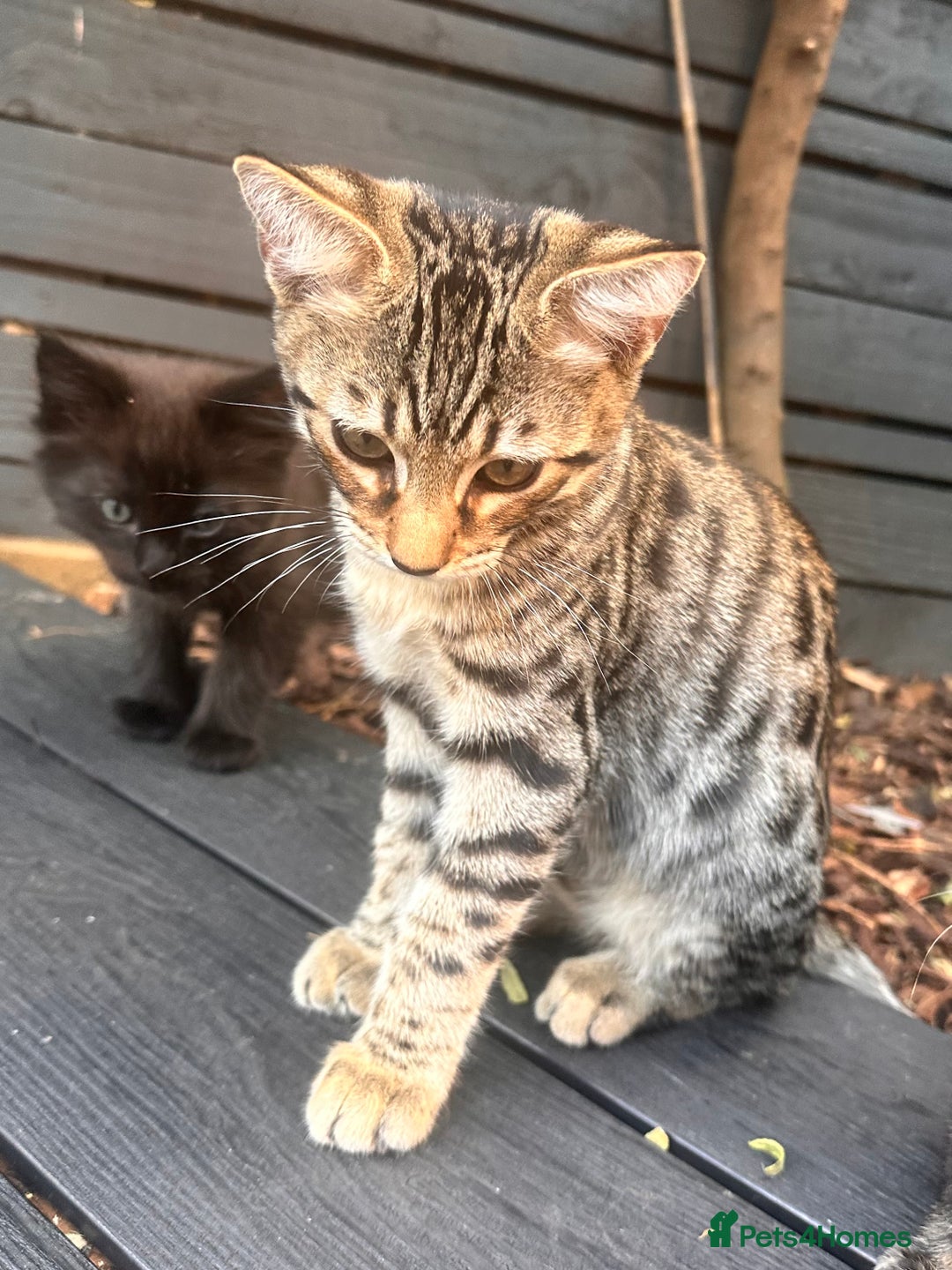 Savannah cats for sale: African bloodline, savanna kittens - Image 10